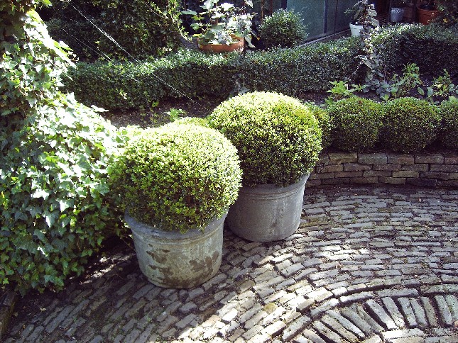 sfeer foto buxus